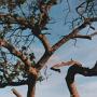 Kenya - Leoparden vågner i træet